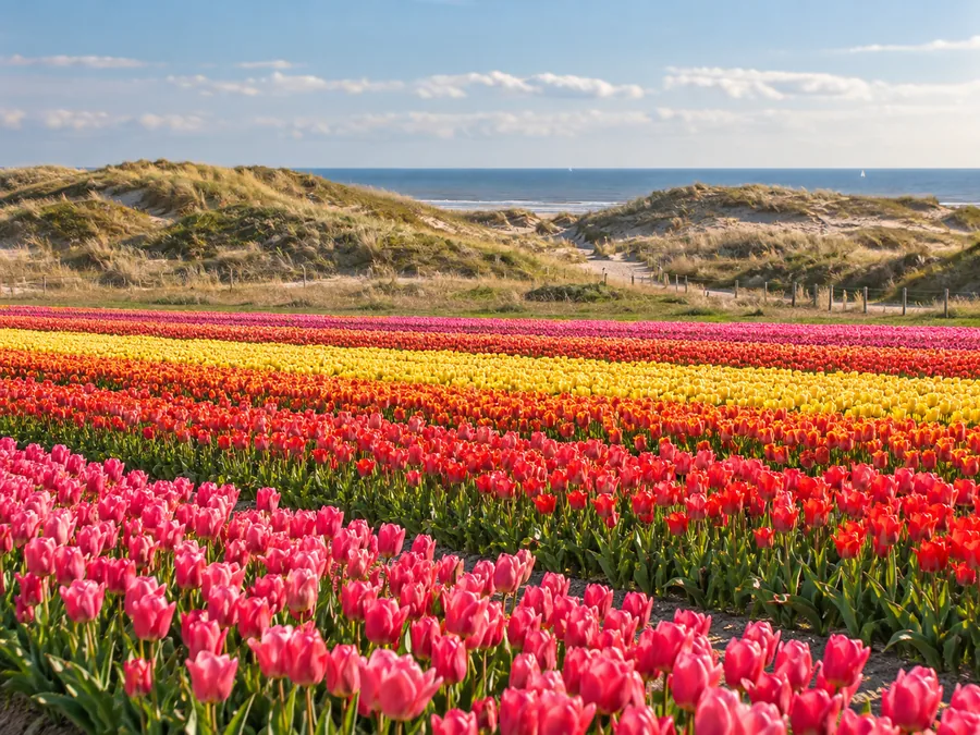 Bloembollenvelden aan de rand van Noordwijk met de duinen zichtbaar