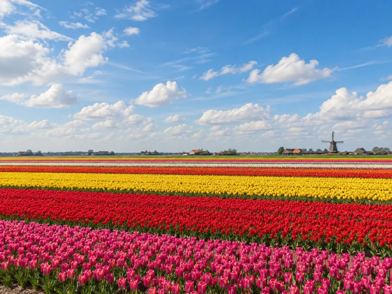 Bloembollenvelden bij Anna Paulowna in de Kop van Noord-Holland